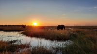 Botswana - Sonnenuntergang mit Elefanten