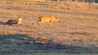 Botswana - Pirschfahrt im Chobe 