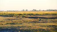 Botswana - Pirschfahrt im Chobe - Löwenrudel