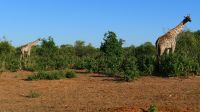 Botswana - Pirschfahrt im Chobe - Giraffen links