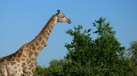 Botswana - Pirschfahrt im Chobe -Giraffe rechts