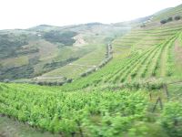 Douro-Tal