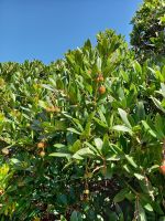 Erdbeerbaum