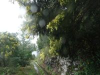 Levada - Wanderung - Akazien