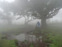 Reiseleiter im mystischen Wald von Fanal
