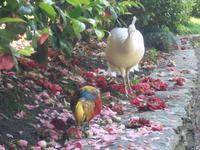 Pfauen auf der Isola Madre