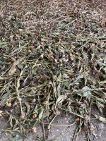 Usse‘ - Nachschub für den Garten