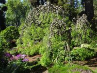 Blandy's Garten - Japanischer Pagodenbaum