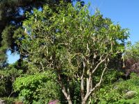 Blandy's Garten - Trompetenbaum