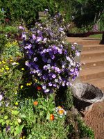 Blandy's Garten - Yesterday, Today and Tomorrow