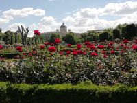 Im Wiener Rosengarten 