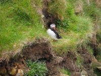 Papageientaucher am Sumburgh Head
