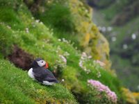 Papageientaucher im Hermaness National Nature Reserve