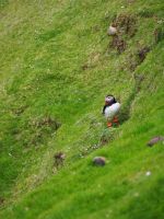 Papageientaucher im Hermaness National Nature Reserve