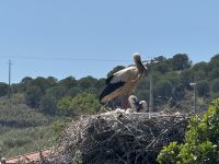 Storchennester (2)