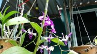 35. Besuch des Dorfs Salak