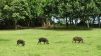 74. Bako Nationalpark