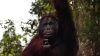 131. Semenggoh Wildlife Centre - Orang Utans