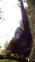 132. Semenggoh Wildlife Centre - Orang Utans