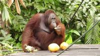 136. Semenggoh Wildlife Centre - Orang Utans