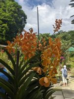 149. Spaziergang zum Orchideengarten Kuching