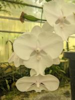 152. Spaziergang zum Orchideengarten Kuching