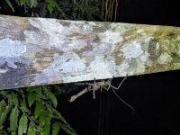 192. Mulu Nationalpark - Nachtwanderung