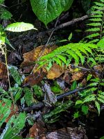 196. Mulu Nationalpark - Nachtwanderung