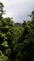 228. Mulu Nationalpark Canopy Walk - Hängebrücken