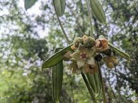 234. Sonnenaufgangsspaziergang mit Larry an unserer Hotelanlage