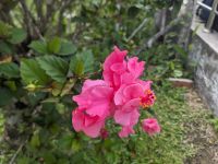 263. Fahrt in Richtung Mt. Kinabalu Nationalpark