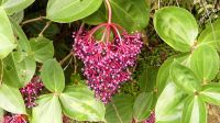 267. Mt. Kinabalu Nationalpark - Subtropischer Regenwald