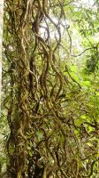 268. Mt. Kinabalu Nationalpark - Subtropischer Regenwald