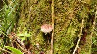 272. Mt. Kinabalu Nationalpark - Subtropischer Regenwald