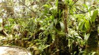 283. Mt. Kinabalu Nationalpark - Subtropischer Regenwald - Botanischer Garten