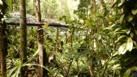 285. Mt. Kinabalu Nationalpark - Subtropischer Regenwald - Botanischer Garten