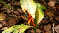 288. Mt. Kinabalu Nationalpark - Subtropischer Regenwald - Botanischer Garten