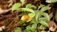 290. Mt. Kinabalu Nationalpark - Subtropischer Regenwald - Botanischer Garten