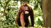 332. Sepilok Orang Utan Sanctuary