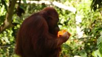 335. Sepilok Orang Utan Sanctuary