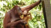 338. Sepilok Orang Utan Sanctuary