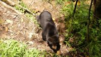 349. Sun Bear Auffangstation