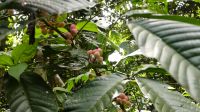 405. Spaziergang entlang des Boardwalks der Rainforest Lodge Sukau