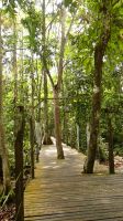 409. Spaziergang entlang des Boardwalks der Rainforest Lodge Sukau