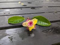 441. Pfundstück am Wegesrand im tropischen Regenwald