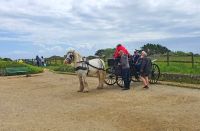 024 typische Pferdekutsche auf Sark