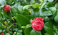 136 Spaziergang durch den Candie Garden in St Peter Port