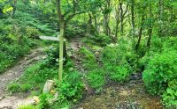 198 Wanderung durch den Wald der Egypt Woods auf Jersey