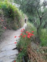 Weg nach Corniglia