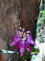 Passionsblume